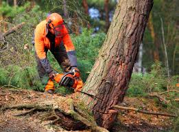 Best Lawn Grading and Leveling  in Arroyo Seco, NM