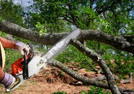 Best Emergency Tree Removal  in Arroyo Seco, NM