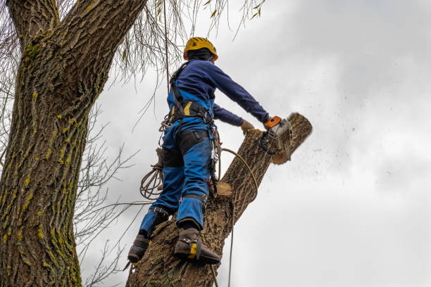 Arroyo Seco, NM  Tree Services Company