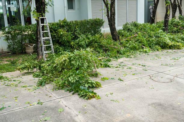 Best Fruit Tree Pruning  in Arroyo Seco, NM