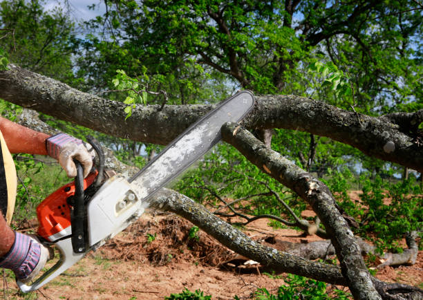 Best Lawn Watering Services  in Arroyo Seco, NM